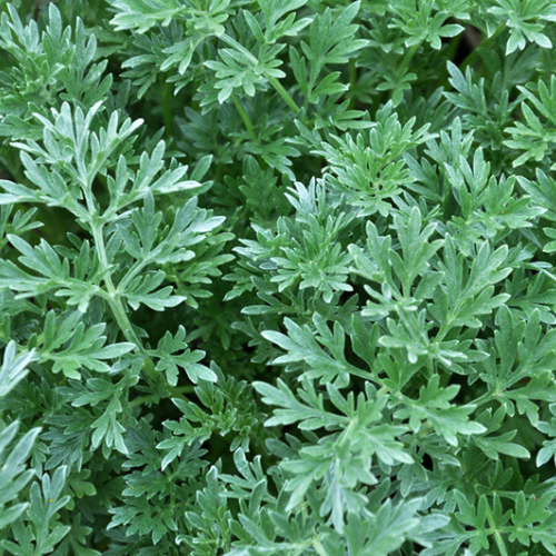 CHIẾT XUẤT NGẢI CỨU (Kháng viêm)